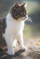 Cute cat posing outdoor photo