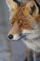 Red fox close up