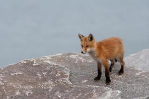 Red fox pup