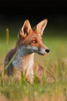 Young fox on meadow in last sun rays