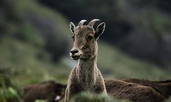 Nilgiri Tahr - Wild Goat - Ibex