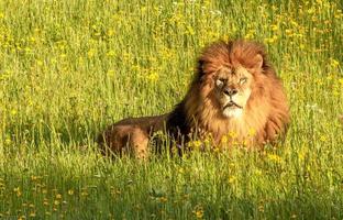 majestuoso león en un prado foto
