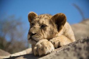 Lion cub resting photo