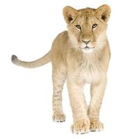 Lion cub (8 months) photo