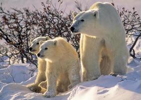 Polar bear with cubs photo