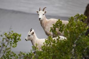 Mountain goat (Oreamnos americanus) along Seward highway,  Alaska