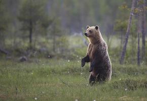 Brown bear, Ursus arctos photo