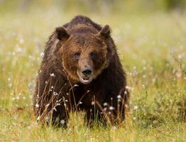 oso pardo euroasiático (ursos arctos) foto