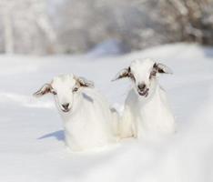 Baby goats in winter photo