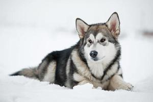 Alaskan Malamute puppy lying on the snow