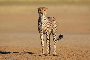 Alert Cheetah
