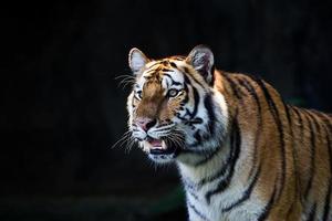 retrato de tigres amur