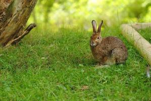 Cute Brown Bunny Rabbit Eating Grass