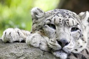 leopardo de nieve