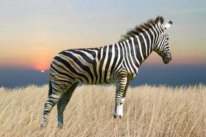 zebra isolated on white background photo