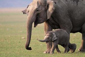 elefante asiático salvaje, madre y bebé, parque nacional de corbett, india