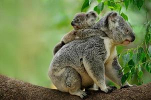 mamá koala