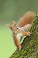 Red squirrel on tree photo
