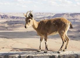 Nubian ibex (Capra Nubiana). Ramon Crater. Negev desert. Israel photo