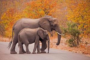 Elephants crossing photo
