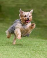 yorkshire terrier corriendo foto
