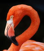Flamingo on Black Background photo