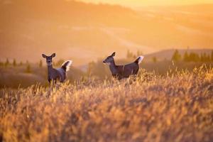 Cypress Hills Sunset Deer photo