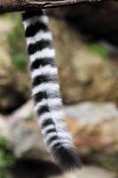 Tail of Ring-tailed lemur catta