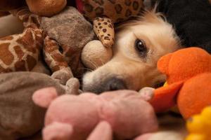 perro entre juguetes para mascotas foto