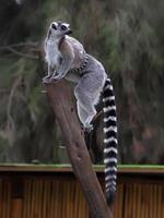 lemurs photo