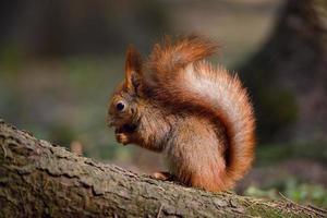 Little red squirrel