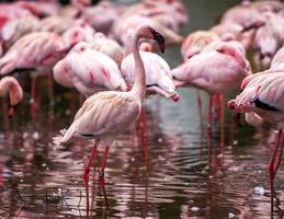Flock of pink flamingos