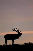 bugling elk en el parque nacional de yellowstone, wyoming.