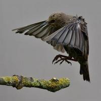 Juvenile starling photo
