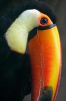 Toucan Portrait photo