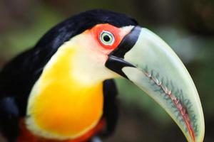 Dark toucan