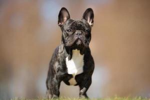 French bulldog outdoors in nature photo