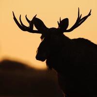 Bull moose bust