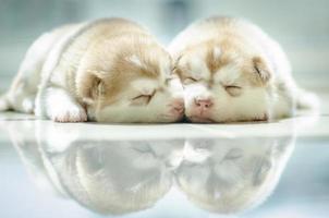 Cute puppy siberian husky  sleeping photo