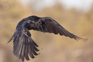 Raven photo
