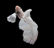 siamese fighting fish, betta isolated on black background.