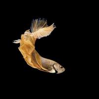 betta or siamese fighting fish isolated on black photo