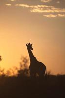silueta de la jirafa contra el cielo del amanecer