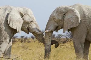 elephant tenderly photo