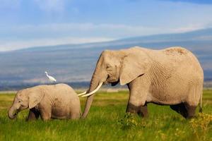 madre de elefante africano con su cría en el pantano