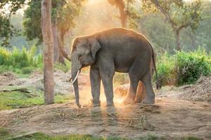 Granja de elefantes cerca del parque nacional de Chitwan en Nepal foto
