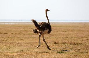 avestruz africana foto