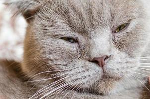 sleepy scottish fold cat photo
