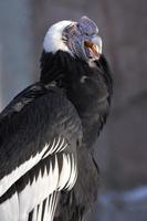 Andean condor photo