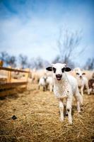 Curious little lamb singing in local farm photo